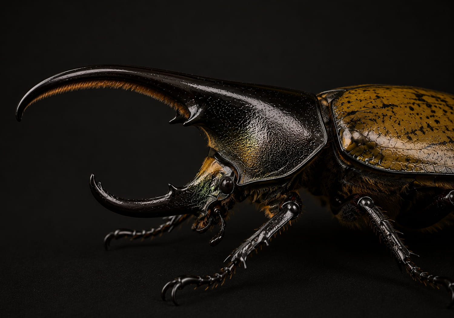 Hercules beetle
